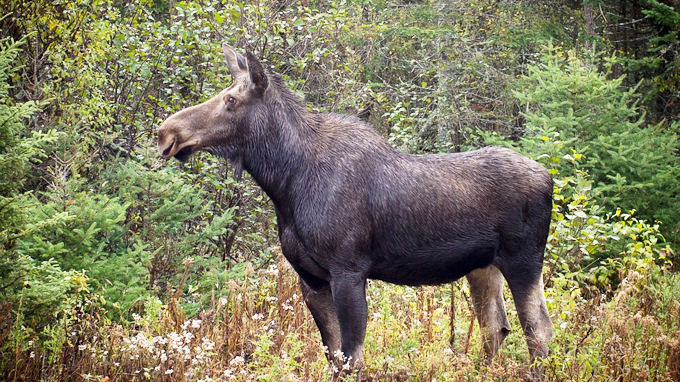 En bild på en stor älgko som står  i en grön blandskog.