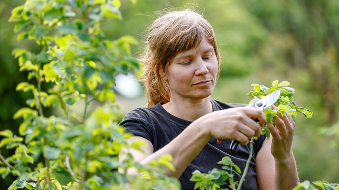 Bild som visar trädgårdsarbetare som beskär en buske med sekatör. 
