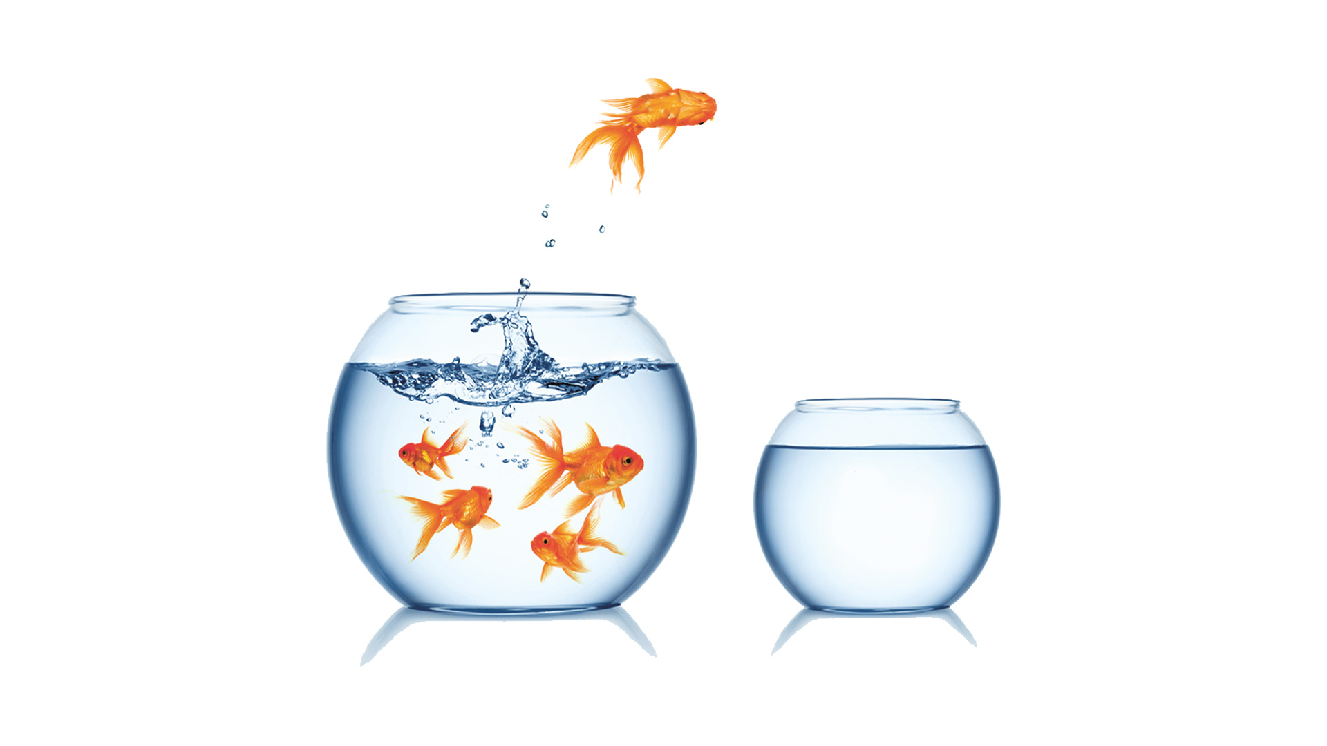 Bilden visar två runda skålar med vatten i och en guldfisk som hoppar från den ena skålen med flera fiskar till den andra skålen utan fiskar.