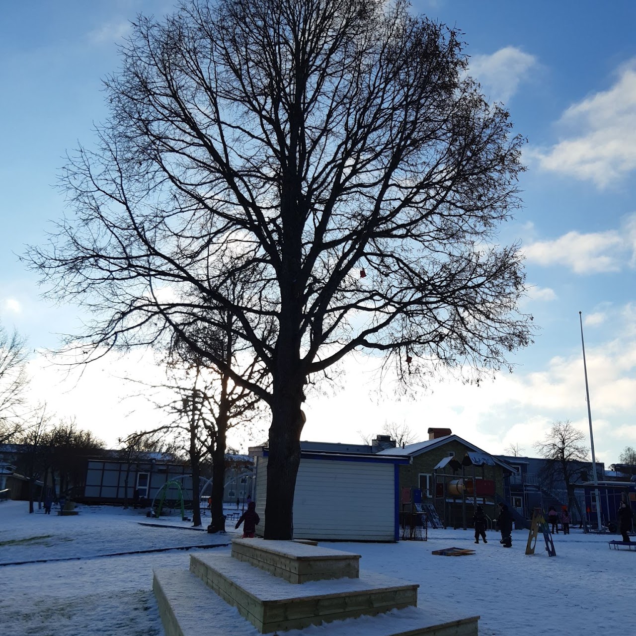 Bilden visar en vintrig skolgård med ett stort avlövat träd i eftermiddagsskymning.