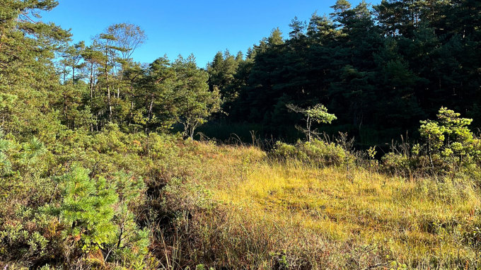 Bilden visar öppen skogsmark med företrädelsevis barrträdsvegetation.