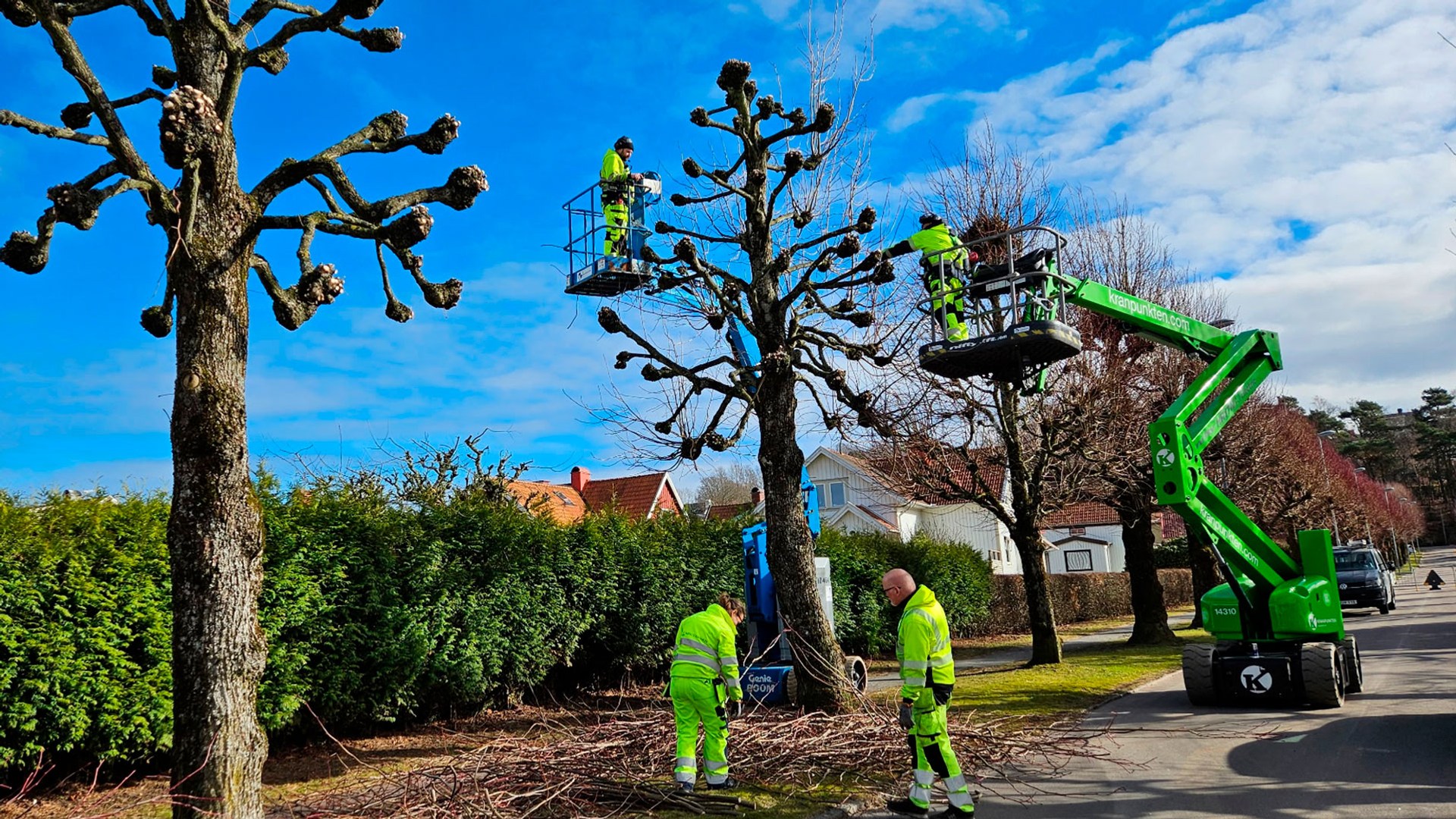 Fyra personer i varselgula arbtskläder beskär träd i en allé med hjälp av två sky-liftar.