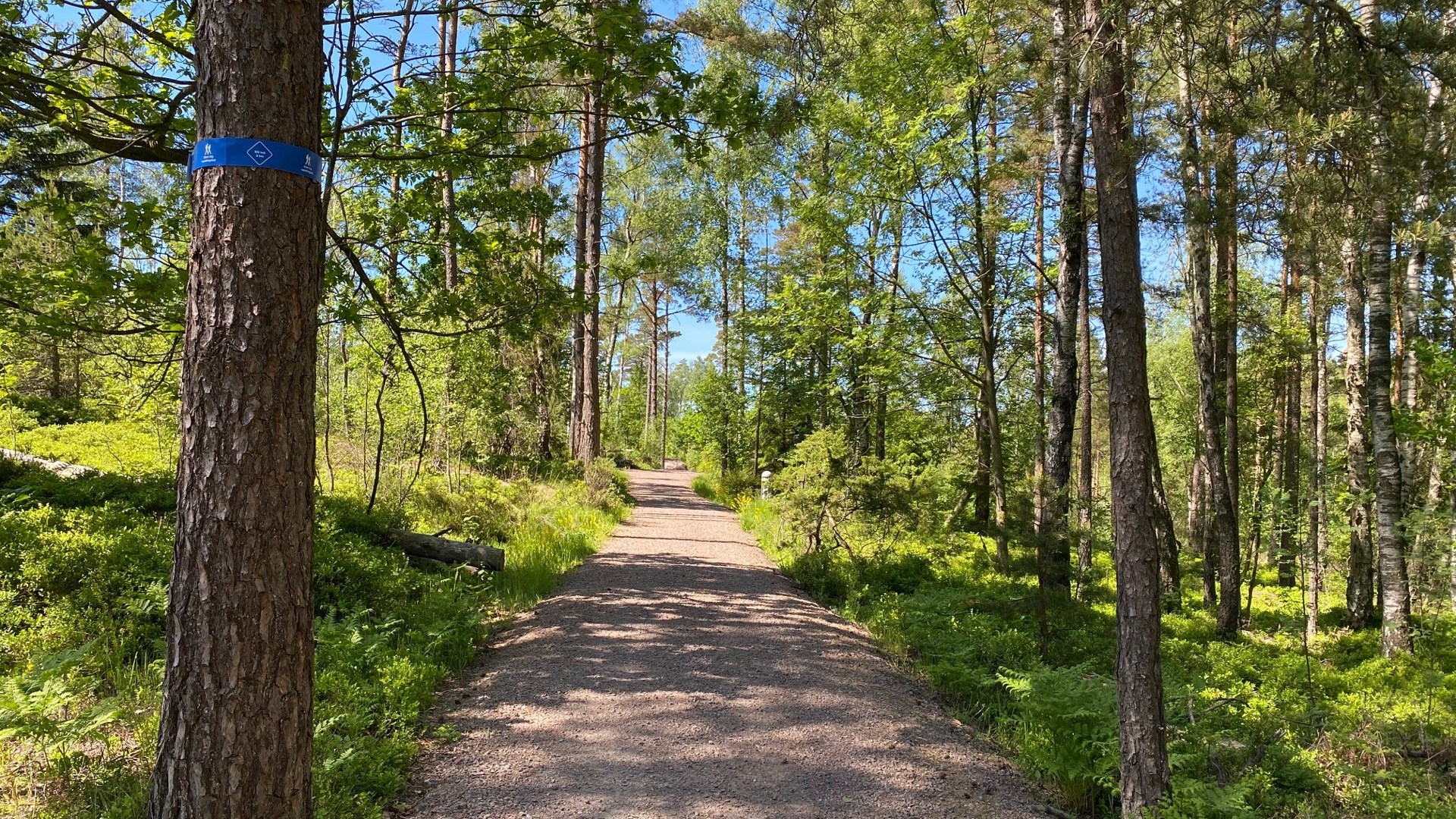 Väg i skog