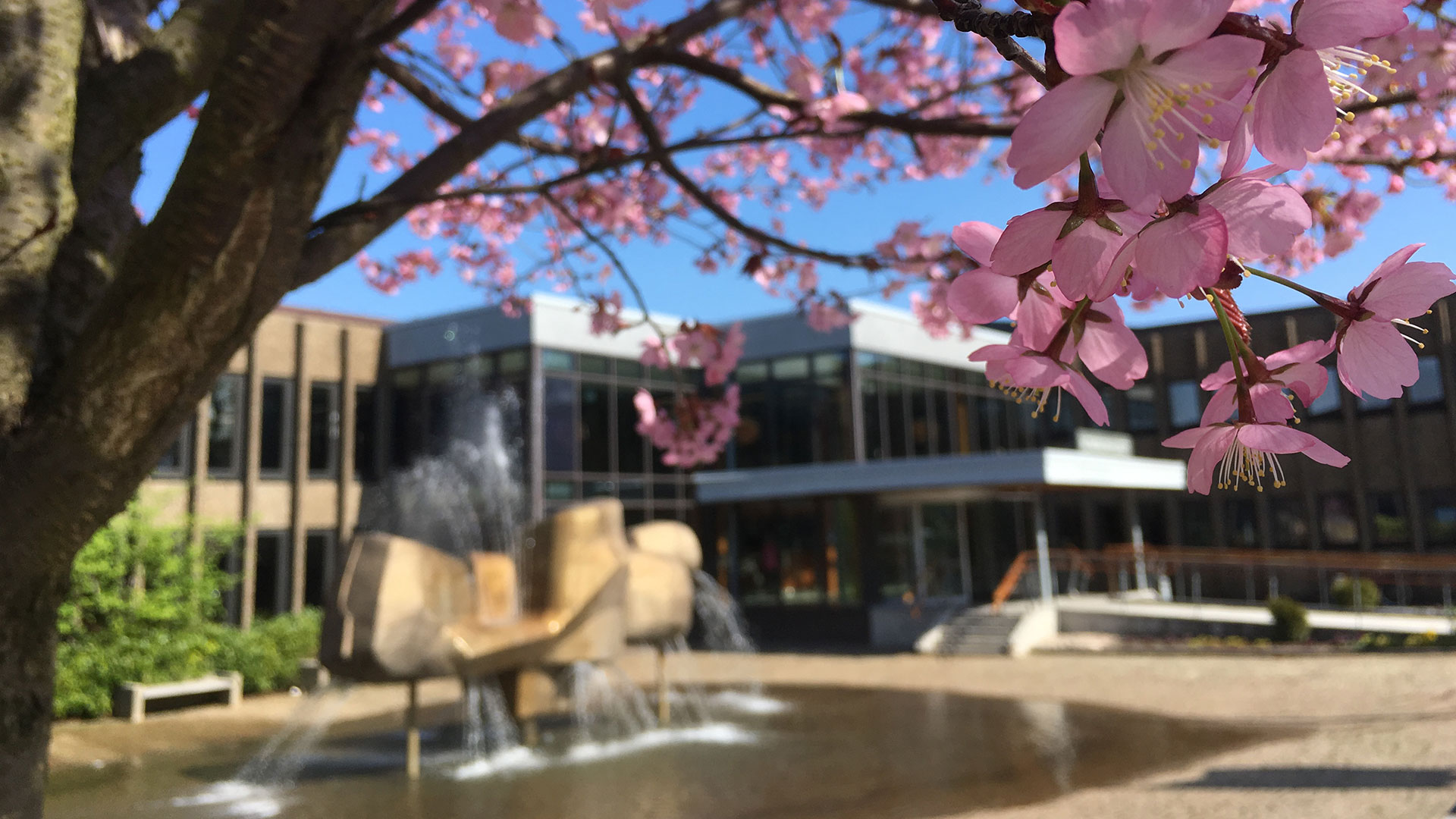 Bild som visar en byggnad med en fontän framför och blommande körsbärsträd.