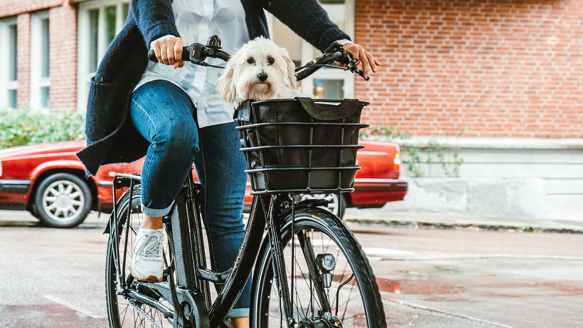 Bilden visar en person som cyklar på en svart elcykel med en hund i cykelkorgen. I Bakgrunden syns en parkerad röd bil.