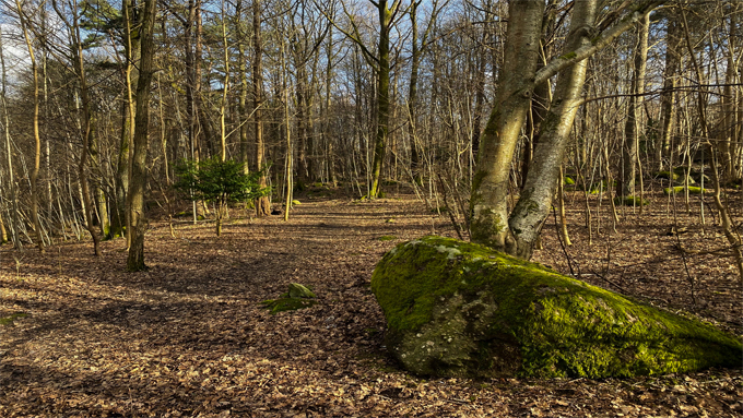 Bild på träd och natur där naturlekplatsen ska ligga. 