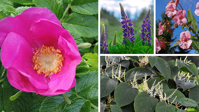 Bilder på invasiva växter som vresros, blomsterlupin, jättebalsamin och parkslide.