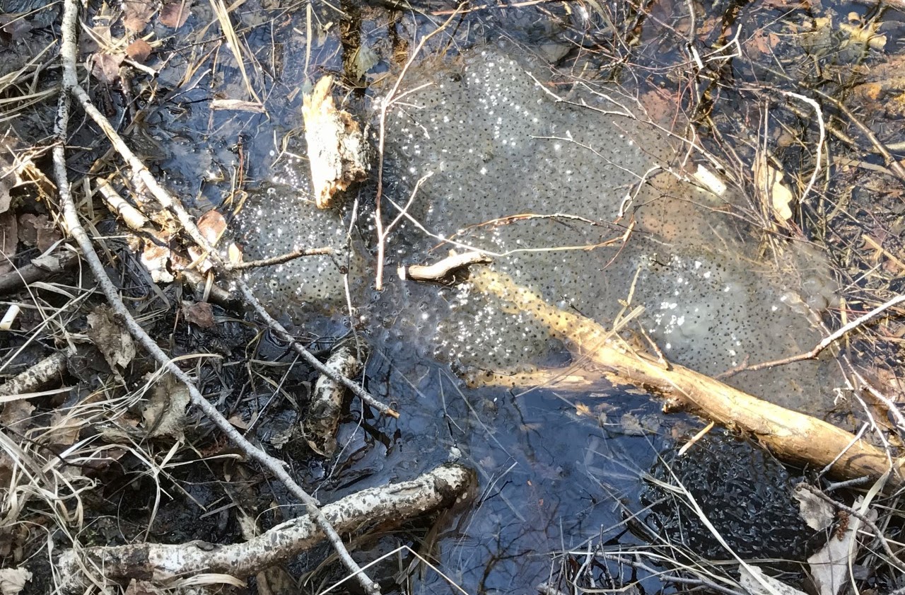 Bilden visar en pöl eller ett vattendrag där det förutom pinnar och löv även ligger grodägg.  