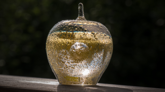 Bild som visar priset Guldäpplet - ett glasäpple i guldfärg. 