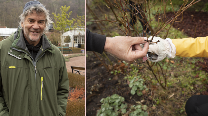Bild till vänster: Trädgårdsmästaren står i Jonsereds trädgårdar. Bild till vänster: Händer som beskär rosenbuskar. 