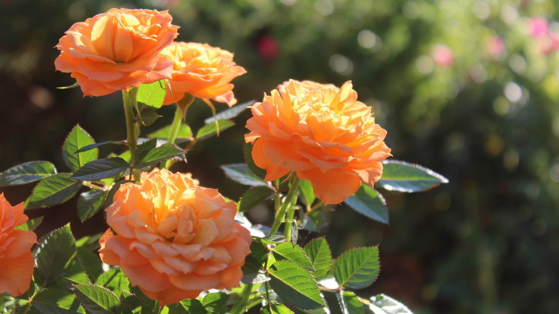 Närbild på orangea rosor i solljus.