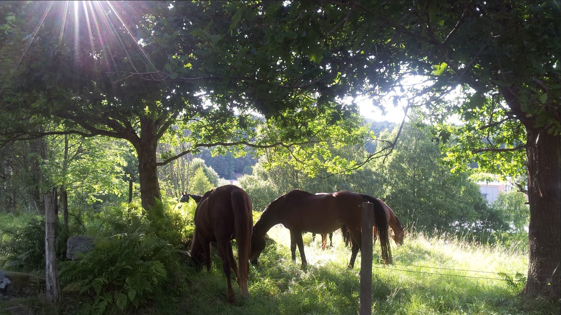 Bild på hästar som betar bland träd, samtidigt som solen tittar fram mellan träden. En sjö är synlig i bakgrunden.