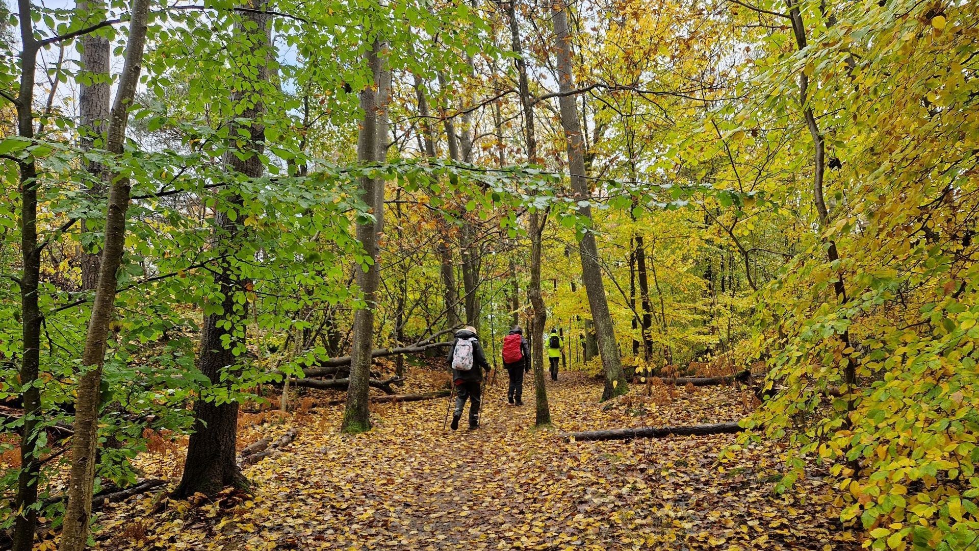 Bild på en skog i höstfärger