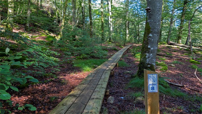 Bild på spåret Bokedalens naturstig.