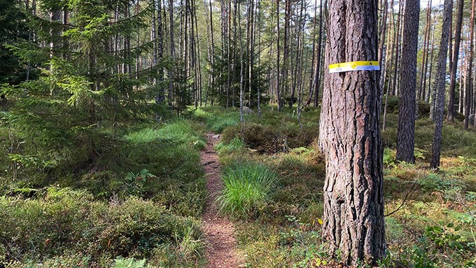 Bild från det gulvita spåret i Lexbybergen.